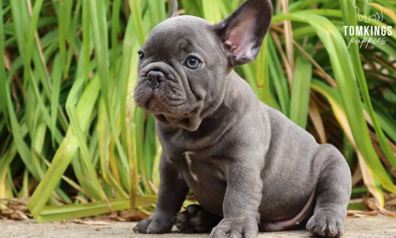 Get most out of blue brindle french bulldog