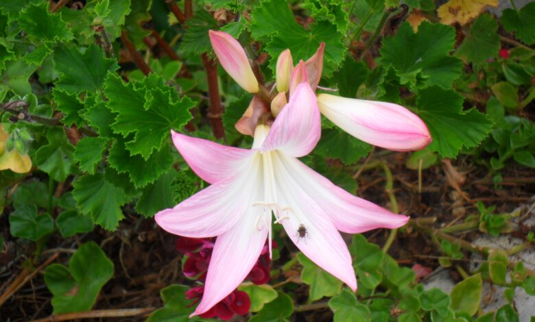 azucena flower