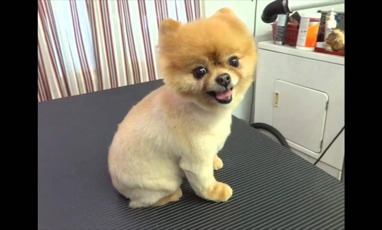 shaved pomeranian