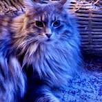 blue maine coon