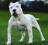 white merle bully